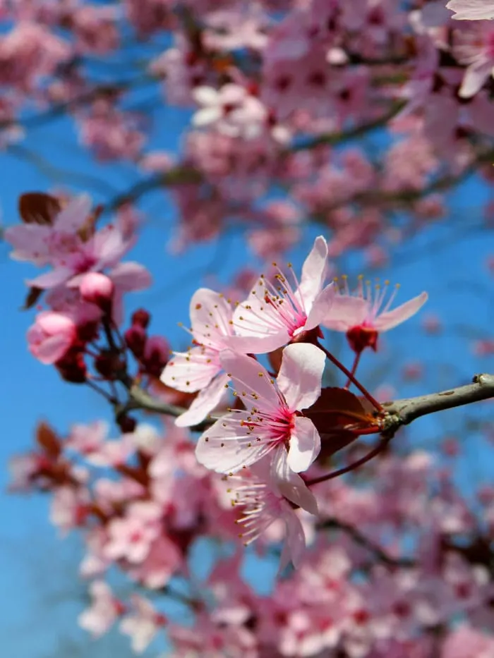 Cherry blossom against blue sky in Festival in São Paulo