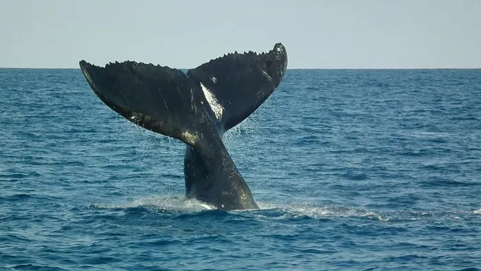 Humpback whale in Abrolhos Marine Park