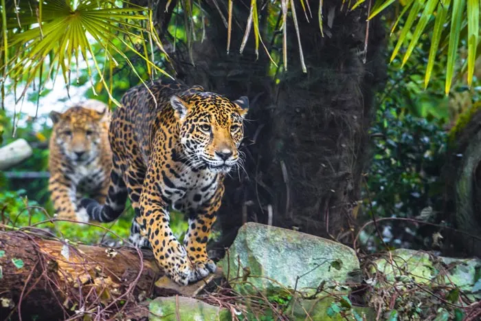 Jaguars walking in the wild in Brazil