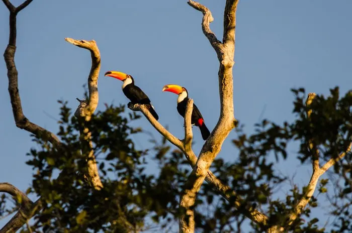 Toucans at the Pantanal