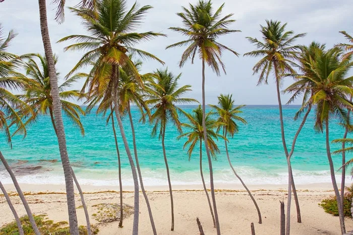 Patacho beach in Alagoas