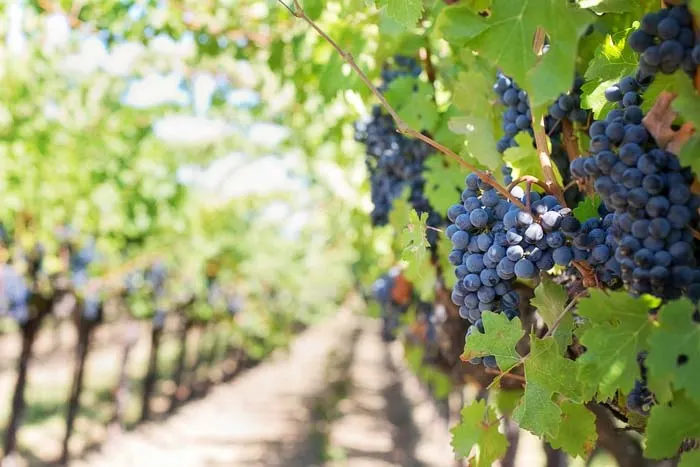 Purple grapes in São Roque at the Wine Route