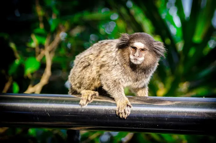 Monkey at the Sugarloaf Mountain, Rio de Janeiro
