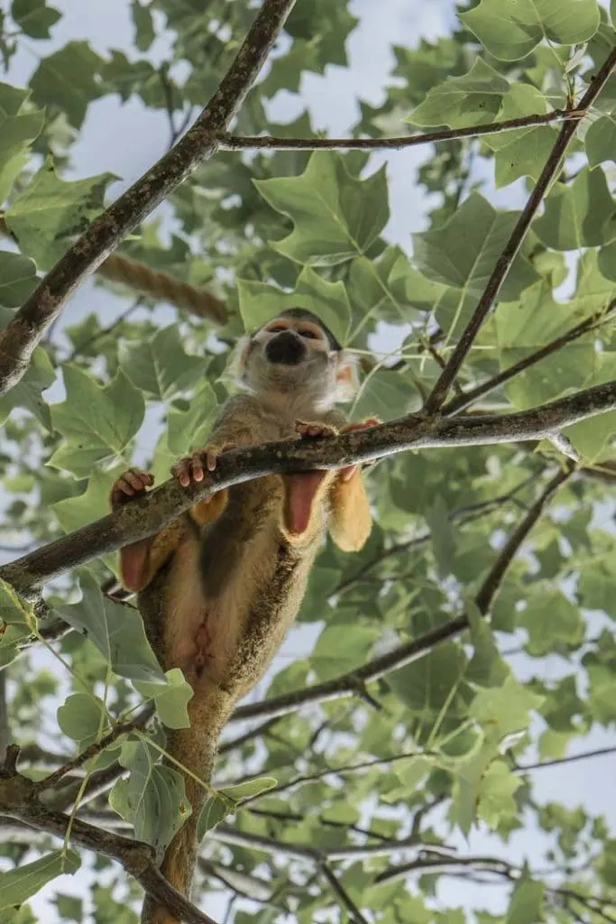 Little monkey on a tree in Tumucumaque National Park in Brazil