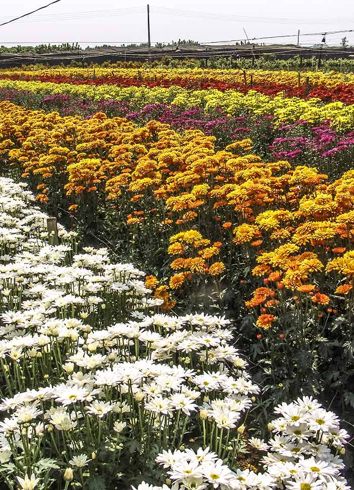 Flower field in Holambra, São Paulo