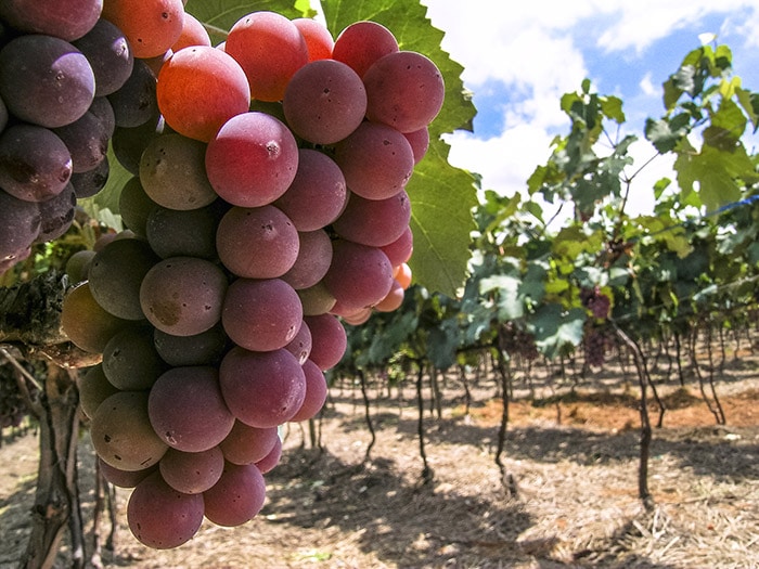 Red grape in vineyard in Vinhedo, Sao Paulo