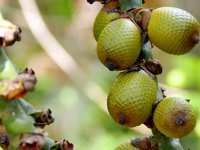 Green Buriti, fruit of Brazil