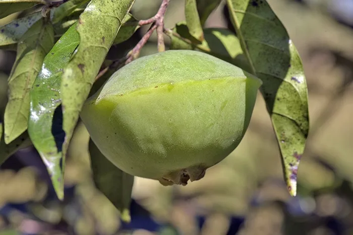 Cambuci fruit