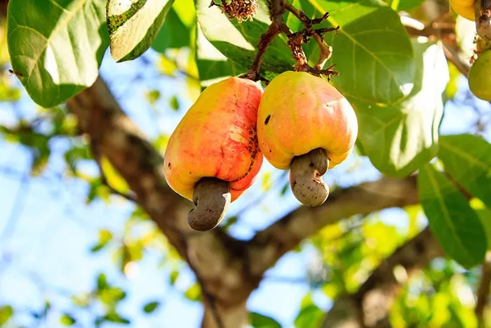 Cashew apple fruit