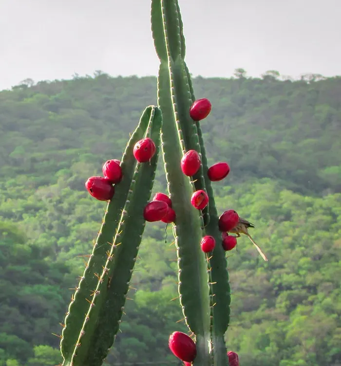 Mandacaru fruit