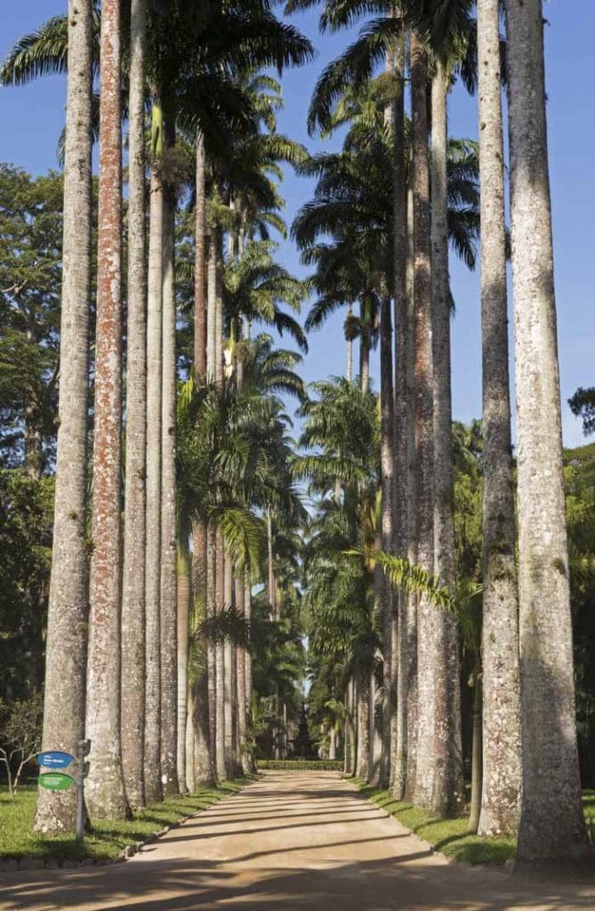 Palm trees in botanical garden, Rio de Janeiro