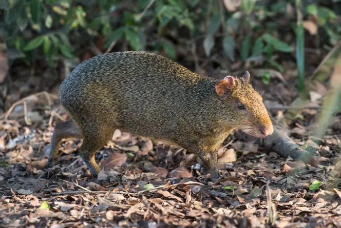 Azara's agouti