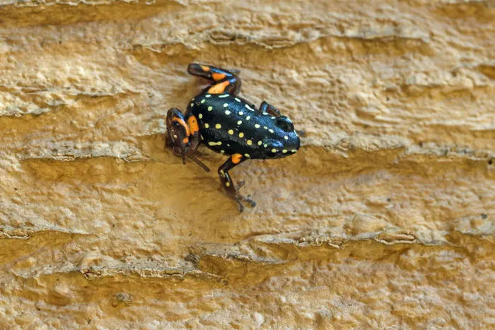 Brazil-nut poison frog