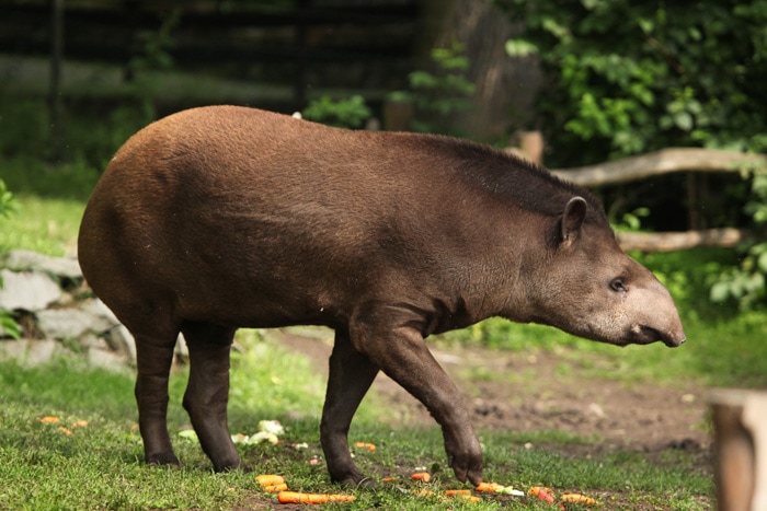 Brazilian tapir