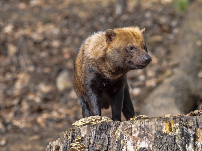 Bush dog