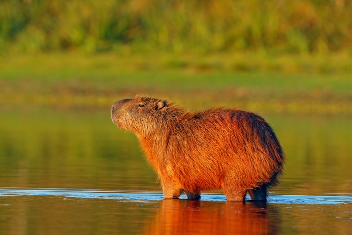 Capybara