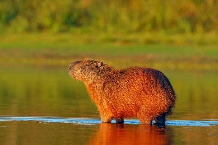 Capybara