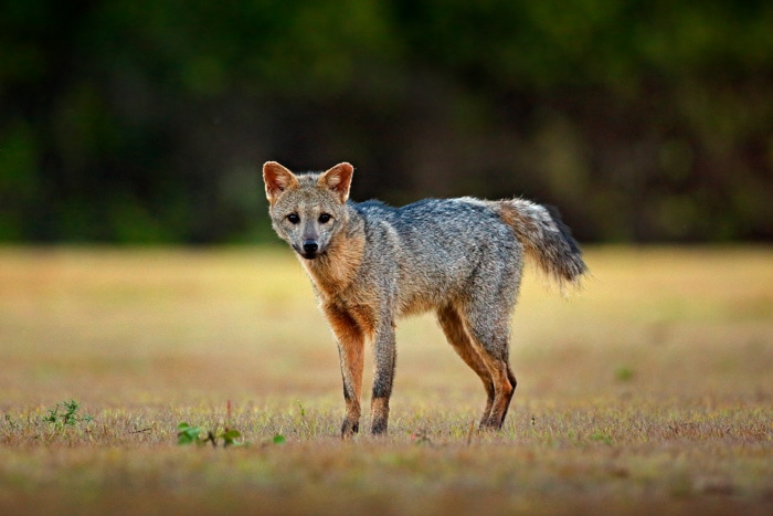 Crab-eating fox