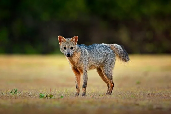 Crab-eating fox