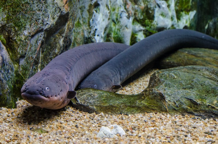 Electric eel