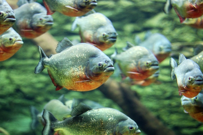 Flock of piranhas