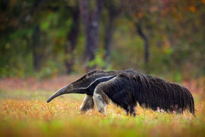 Giant Anteater