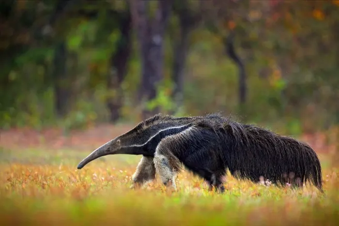 Giant Anteater