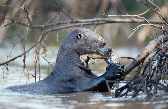 Giant river otter