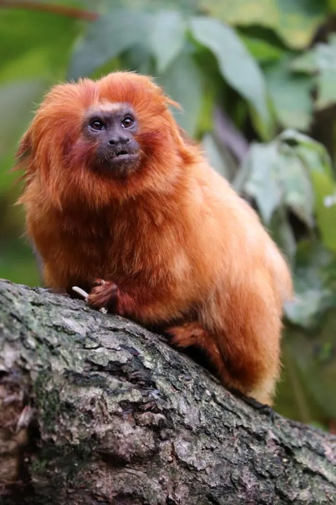 Golden lion tamarin