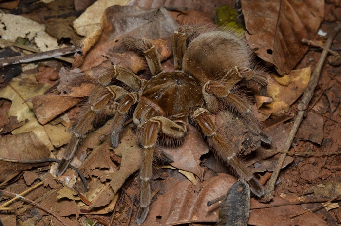 Goliath birdeater spider