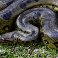 Green anaconda is one of the biggest animals in Brazil