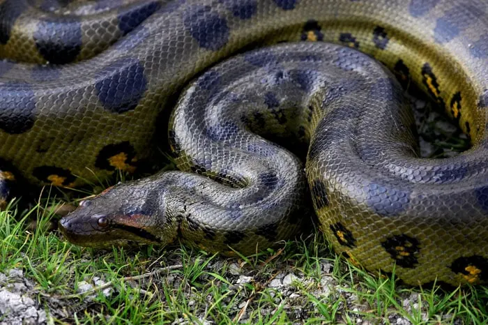 Green anaconda is one of the biggest animals in Brazil