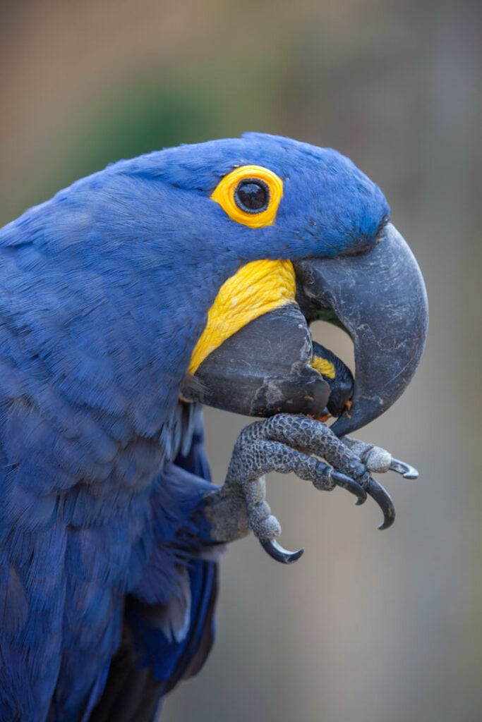 Hyacinth macaw is one of the prettiest animals in Brazil