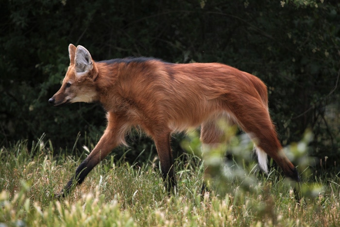 Maned wolf