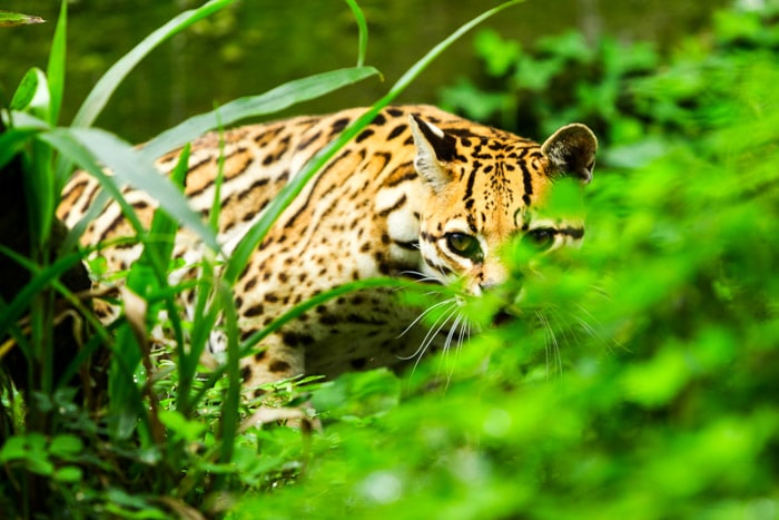 Ocelot sales amazon rainforest