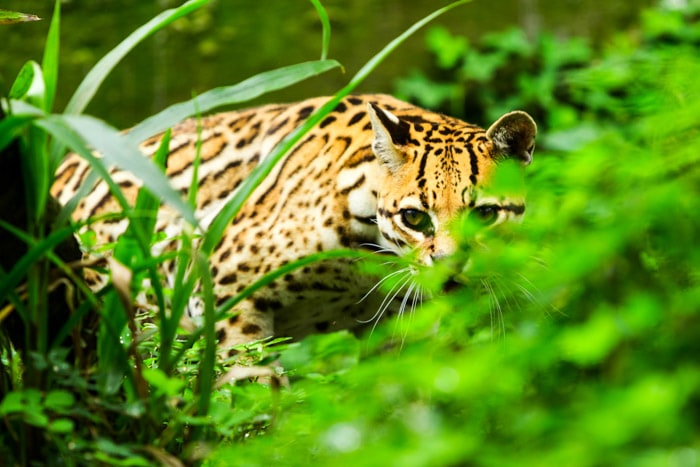 Ocelot in the rainforest