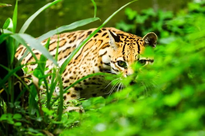 Ocelot in the rainforest