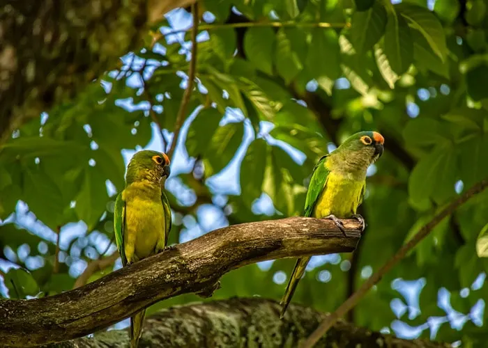 Peach-fronted Parakeets