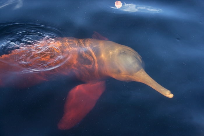 Pink dolphin in the Amazon river