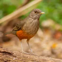 Rufous-bellied Trush