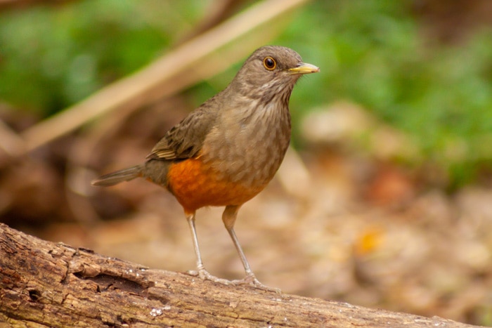 Rufous-bellied Trush