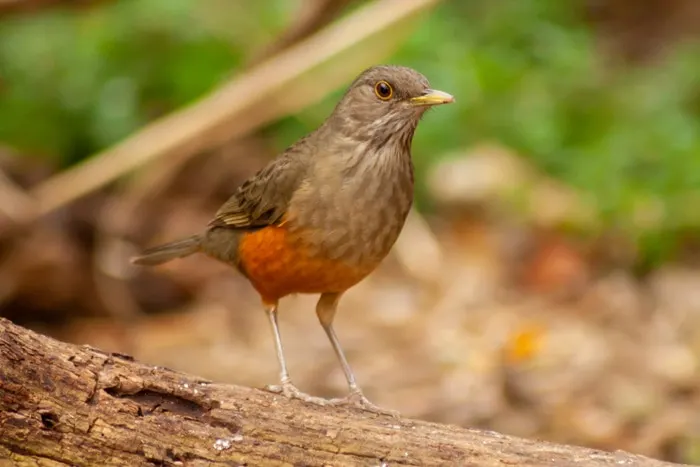 Rufous-bellied Trush