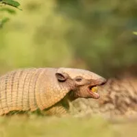 Six-banded armadillo