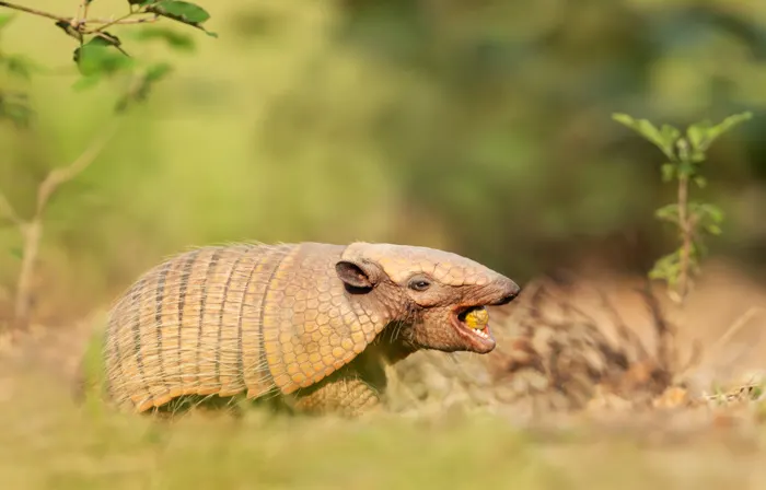 Six-banded armadillo