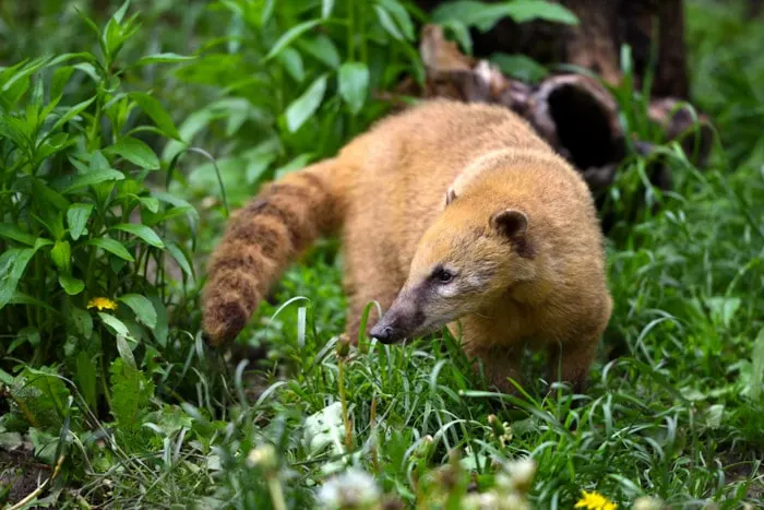 South American coati