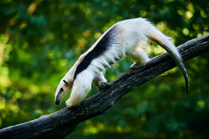 Southern tamandua