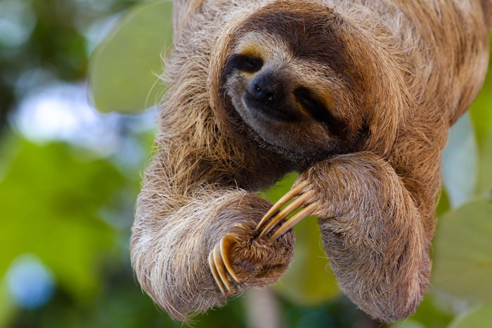 Three-toed sloth