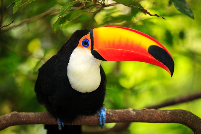 Toco toucan in the Brazilian Pantanal