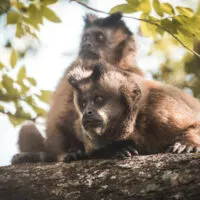 Tufted capuchin in the Amazon Rainforest