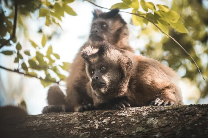 Tufted capuchin in the Amazon Rainforest